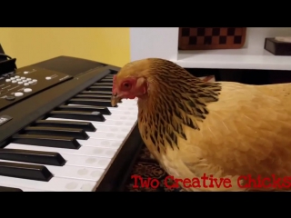 the chicken played the synthesizer