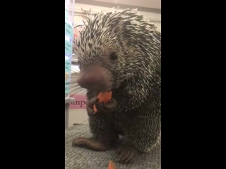 porcupine nibbles on a carrot