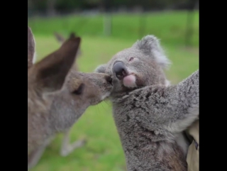 not everyone in australia is trying to kill you.