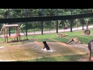 freed from the bear cage - tuffy jumps for joy