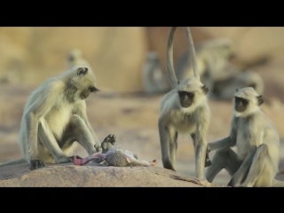 monkeys mourn baby robot after its death