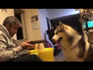 very smart dog (alaskan malamute)