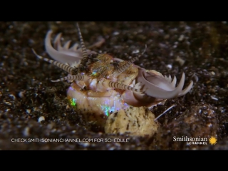 attack of the three-meter purple australian worm