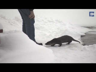 friendship with an otter