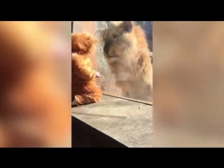 meeting a lion with a teen dressed as a lion cub