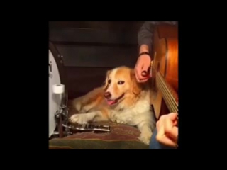 dog musician