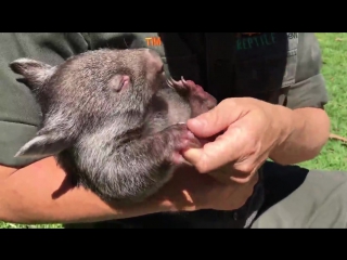 wombat cub named george