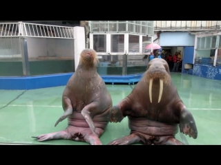 talented walruses dance to pen pineapple apple pen.