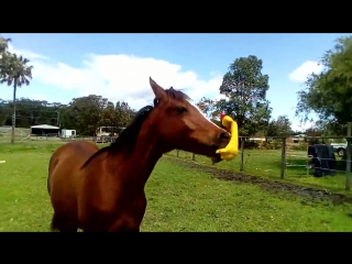 foal playing with a rubber duck