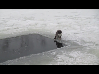 cat on winter fishing