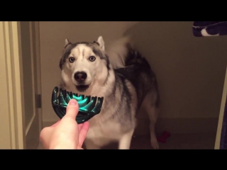 husky vs hair clip