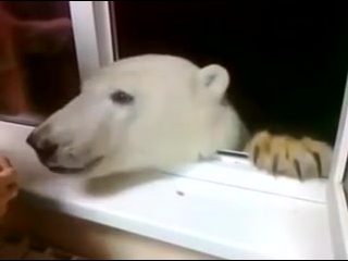 polar bear away