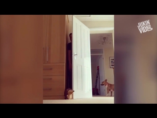 hide and seek with a dog