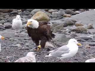 eagle at bird meeting