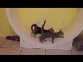 cats in a wheel