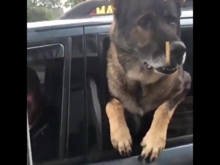 police dog loves coffee