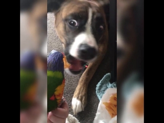 parrot feeding the dog